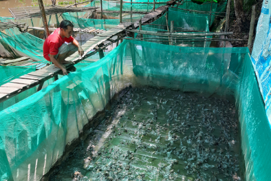 TCVN 14144-1: 2024 về yêu cầu kỹ thuật giống ếch